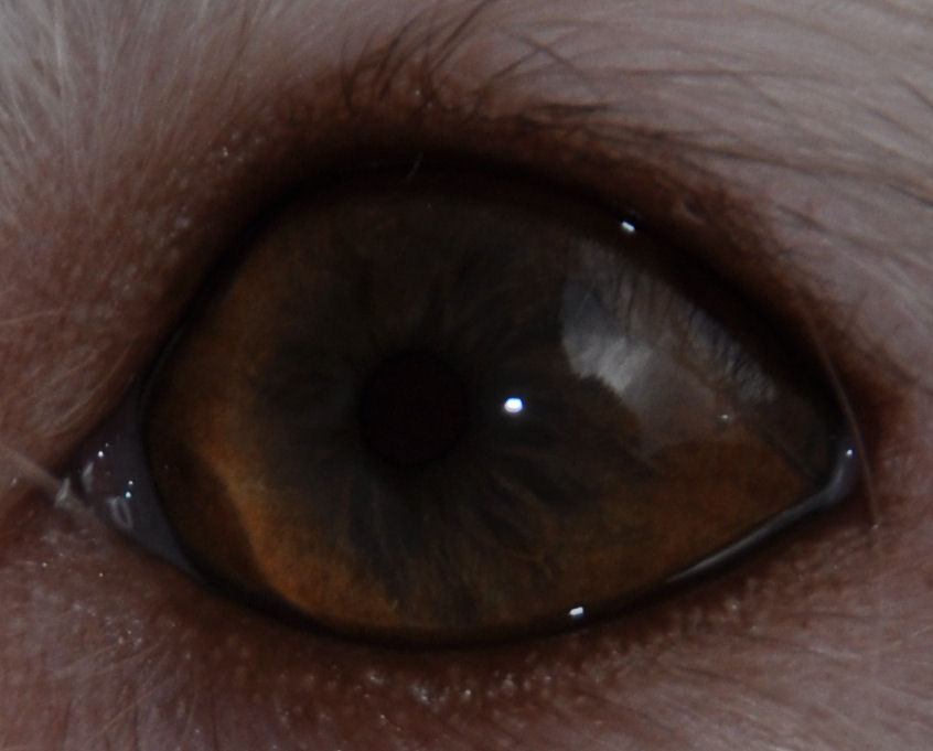 Глаза хаванеза с коричневым пигментом