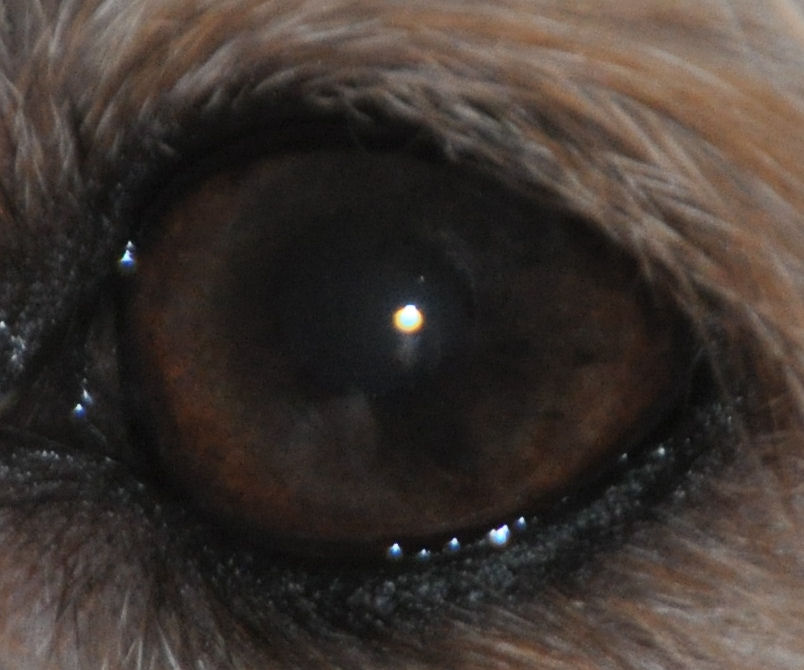 Глаза хаванеза с черным пигментом