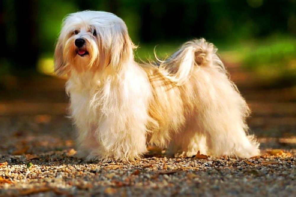 гаванская белая шелковая собака