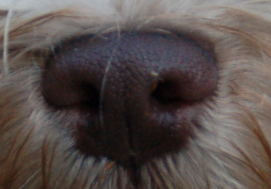 коричневый нос хаванеза