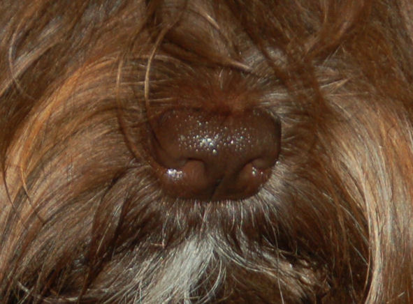 коричневый нос хаванеза